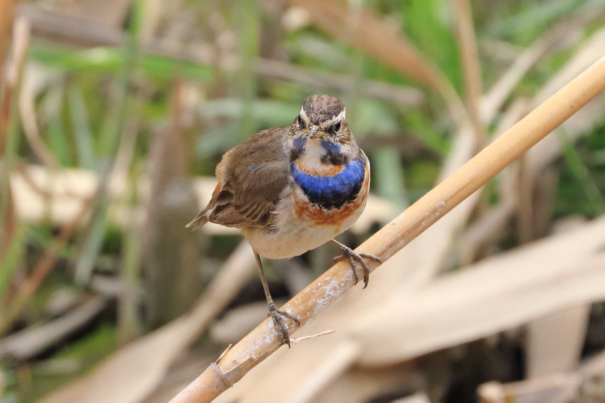 Photo of Bluethroat at 愛知県