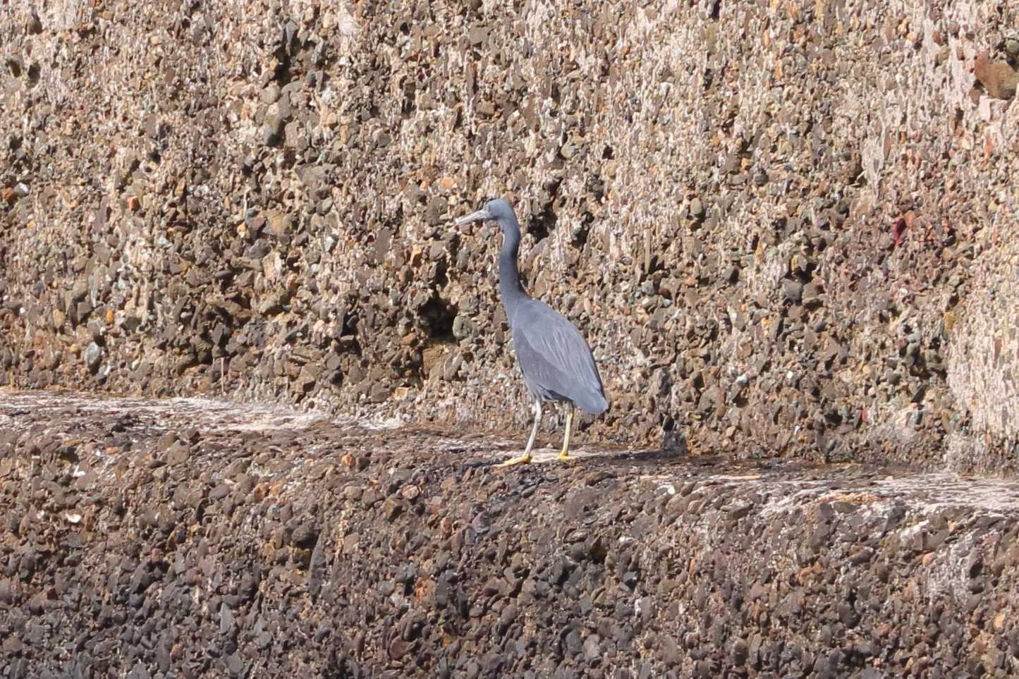 Photo of Pacific Reef Heron at 京都府 by アカウント695