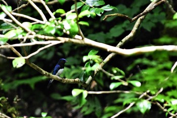 Blue-and-white Flycatcher 曽ノ坊の滝(珠洲市) Mon, 6/21/2021