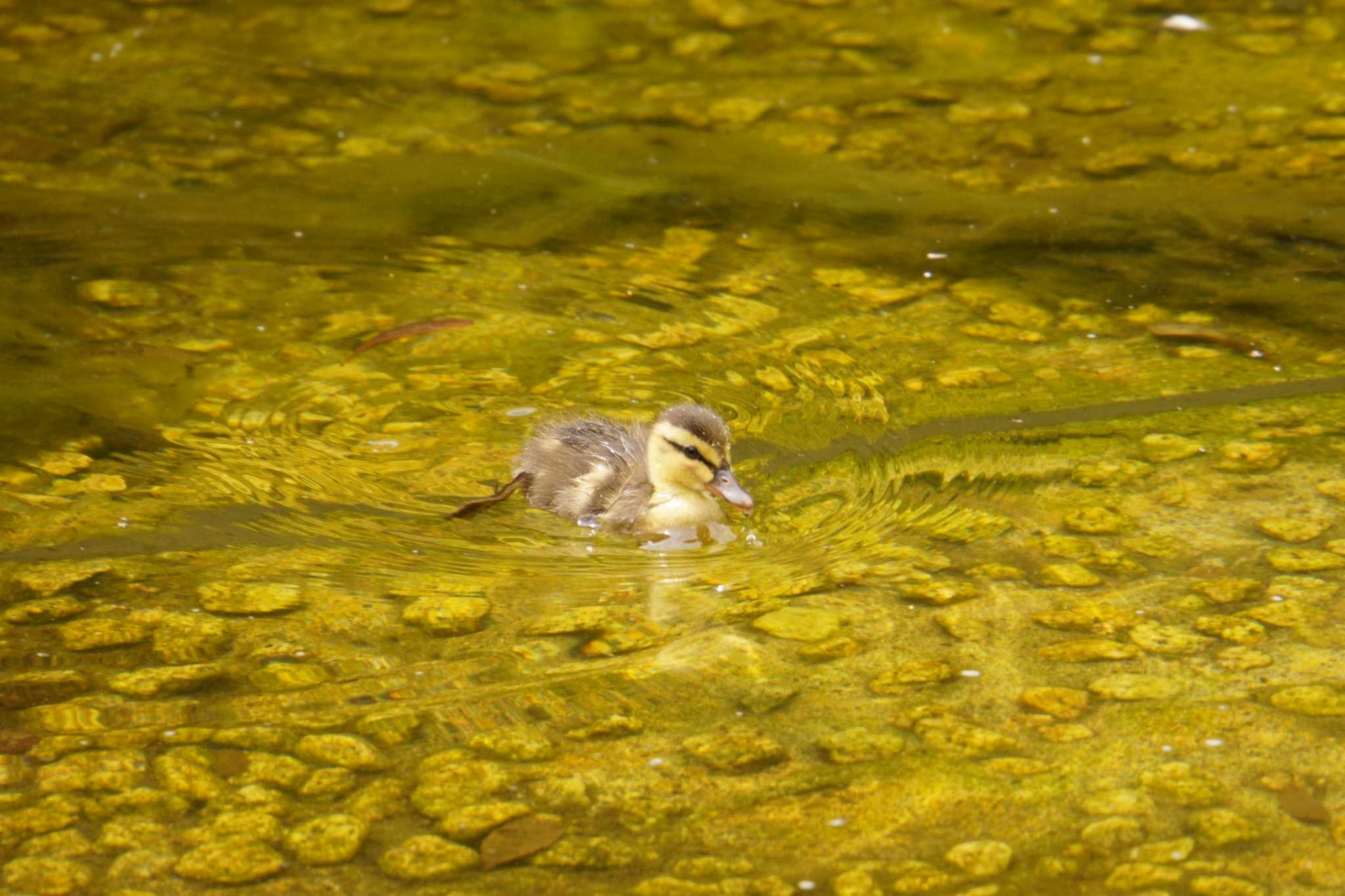 府中の森公園 カルガモの写真