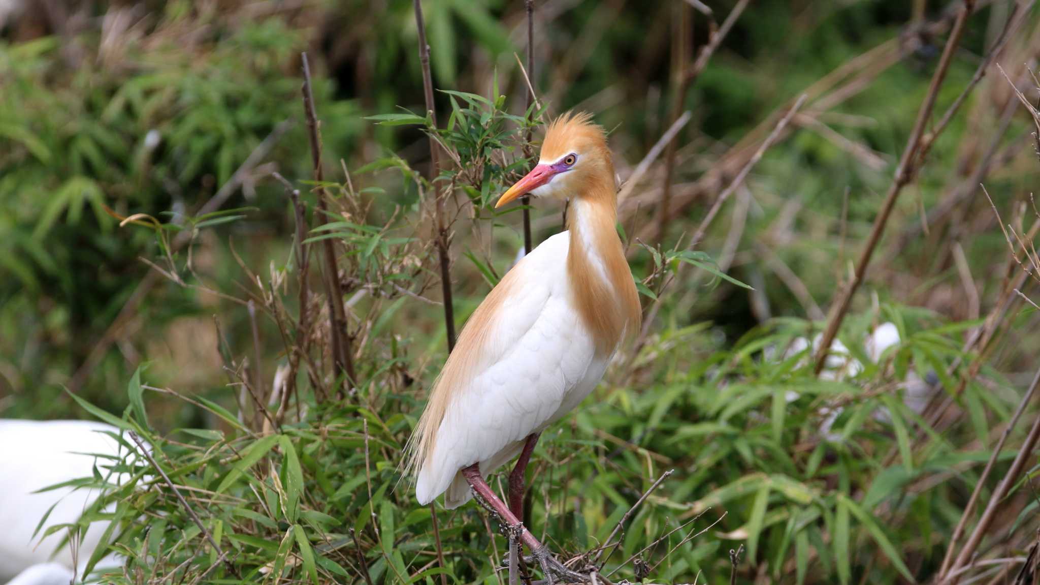 茨城県 アマサギの写真