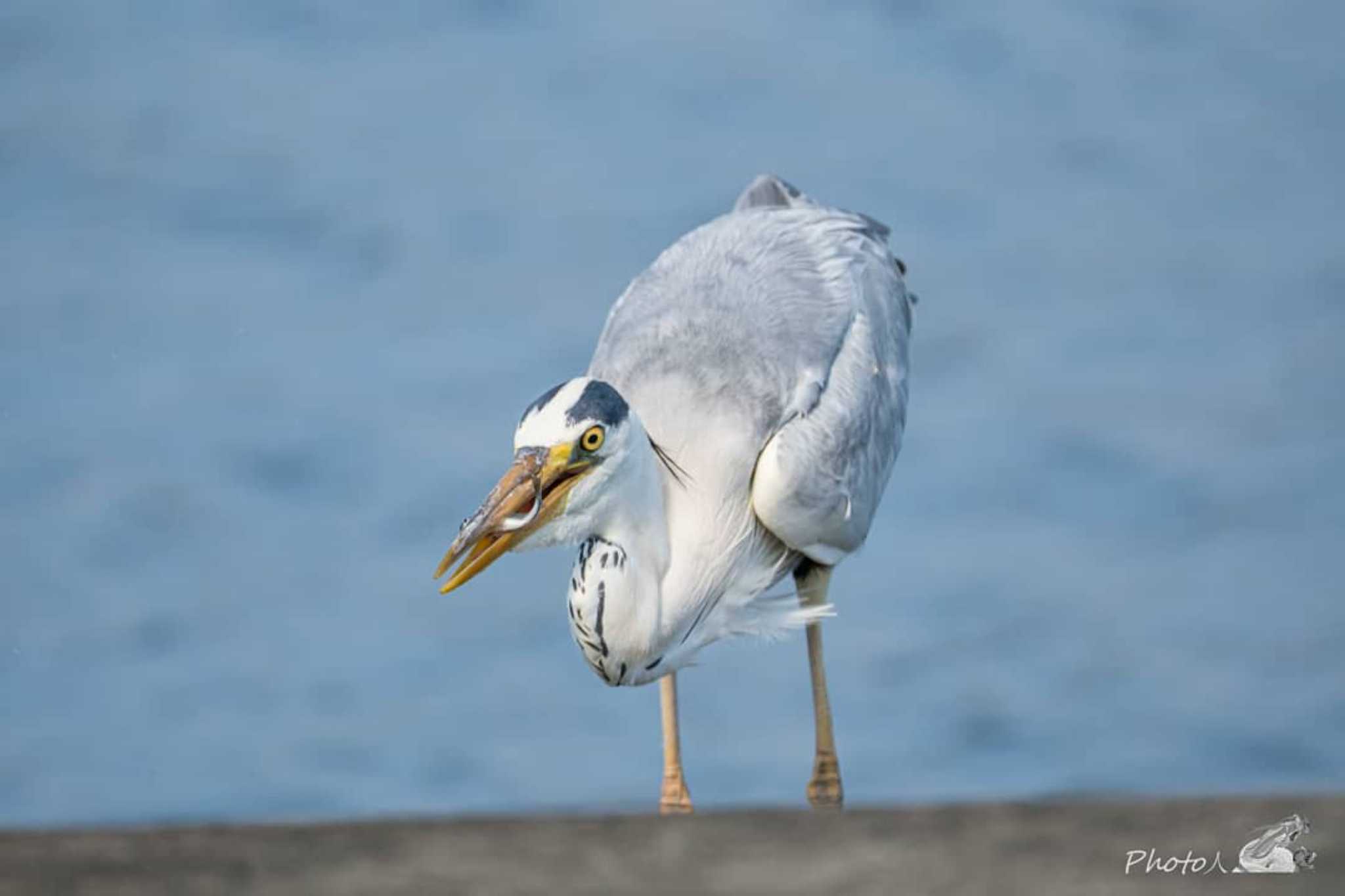 捕食中