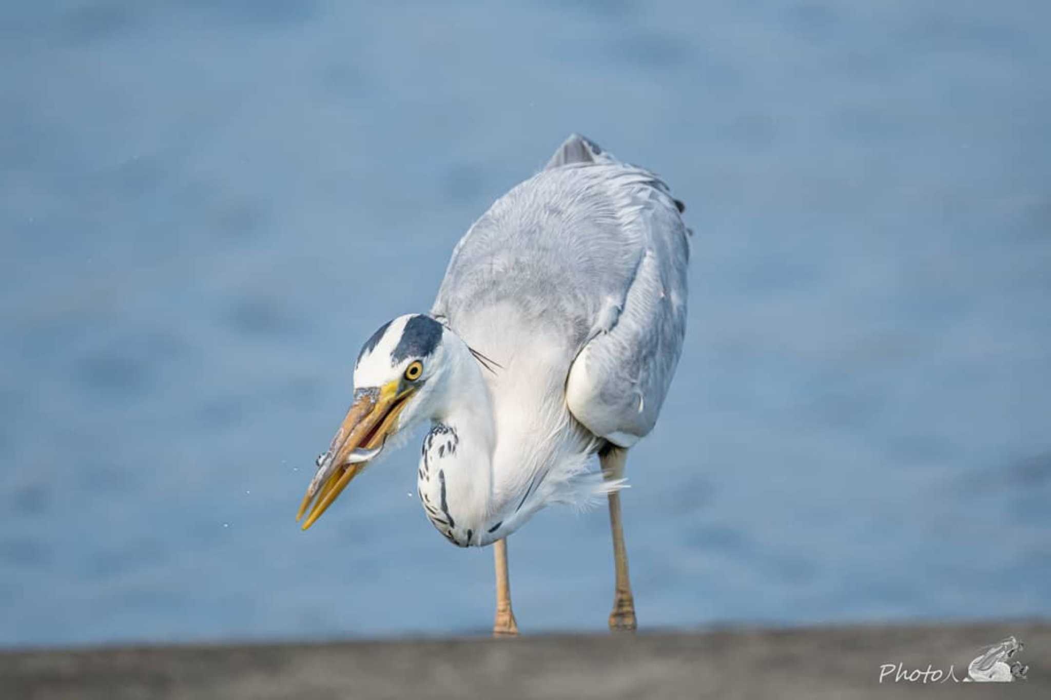 捕食中 by photo人（ふおとびと）