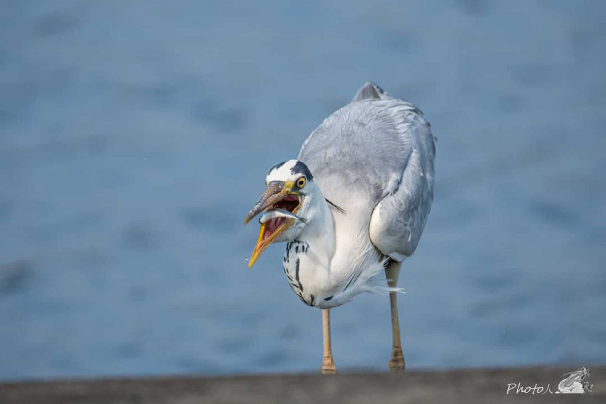 捕食中