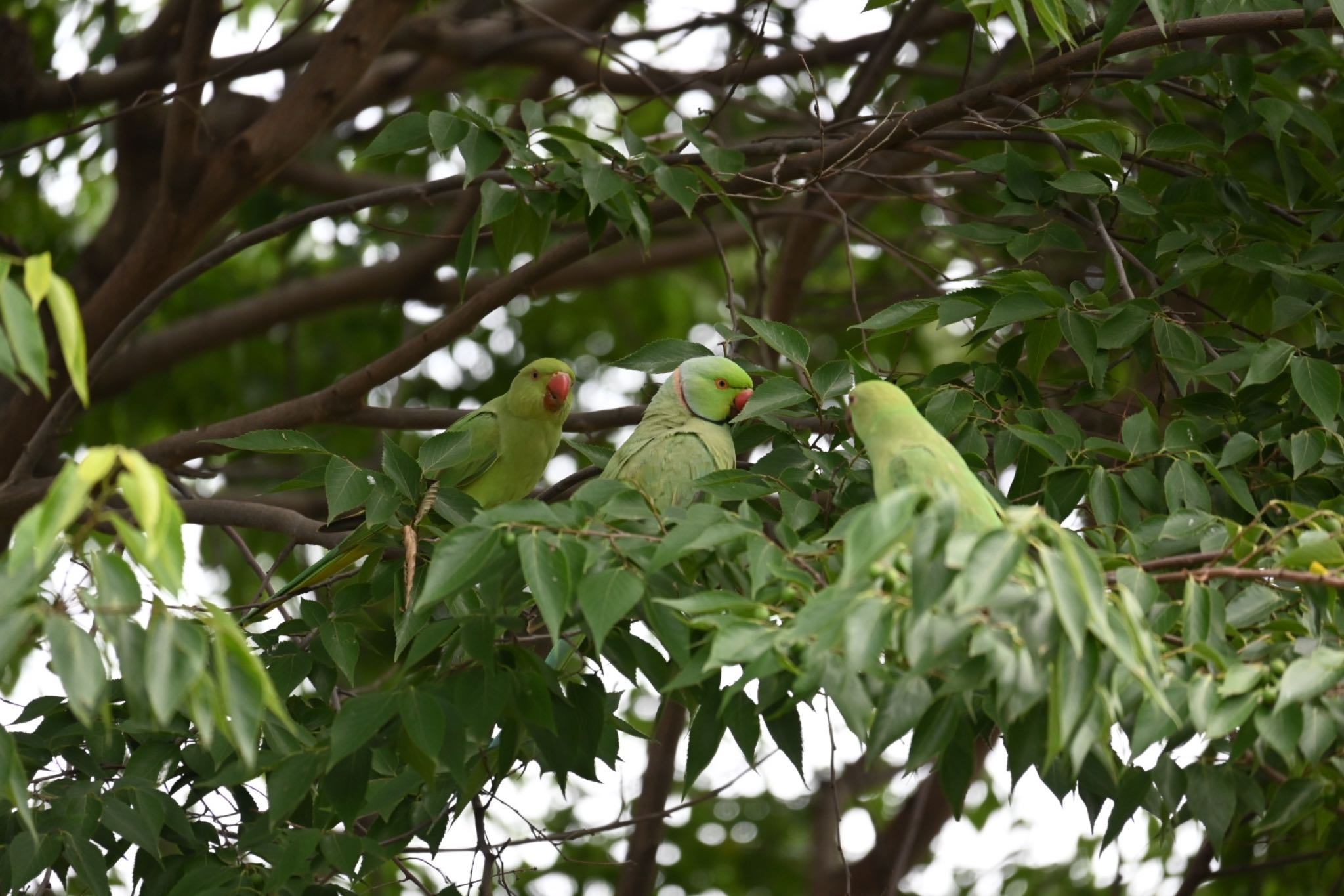 落合中央公園 ワカケホンセイインコの写真