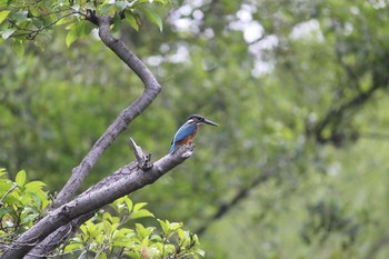 Common Kingfisher Shakujii Park Mon, 6/21/2021