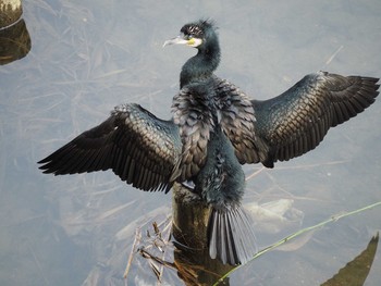 カワウ 三沢川 2017年3月23日(木)