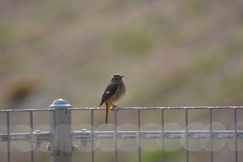 ジョウビタキ 生田緑地 2017年3月11日(土)