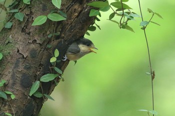 Varied Tit 八王子市 Fri, 6/18/2021