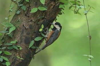 Varied Tit 八王子市 Fri, 6/18/2021