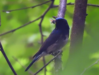 2021年6月20日(日) 四万川の野鳥観察記録