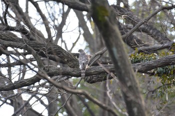 ツミ 生田緑地 2017年3月11日(土)