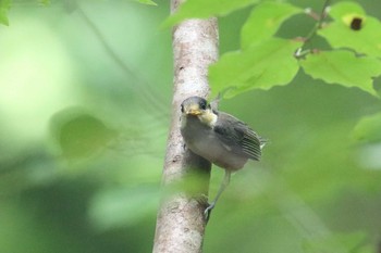 Varied Tit 八王子市 Fri, 6/18/2021