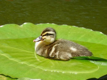 カルガモ 白幡池公園(神奈川県横浜市) 2021年5月23日(日)