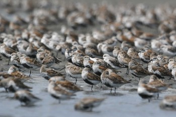 2021年4月24日(土) ふなばし三番瀬海浜公園の野鳥観察記録