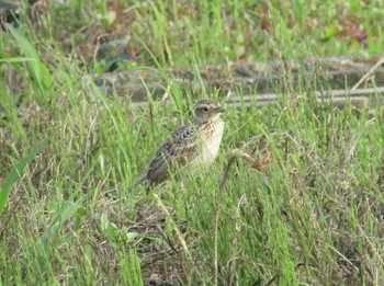 Eurasian Skylark 橿原市 Mon, 6/21/2021