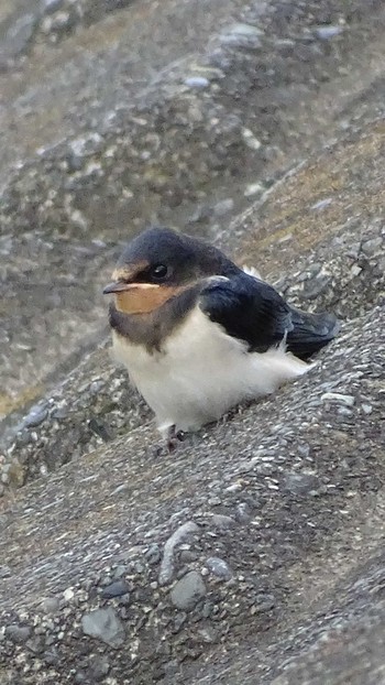 2021年6月21日(月) 多摩川の野鳥観察記録