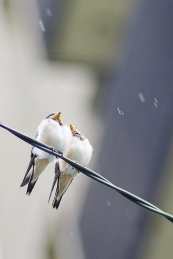 Barn Swallow 都内市街地 Sat, 6/19/2021