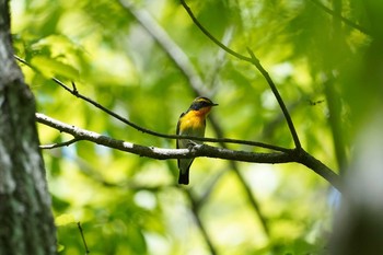 キビタキ 国営ひたち海浜公園 2021年4月30日(金)