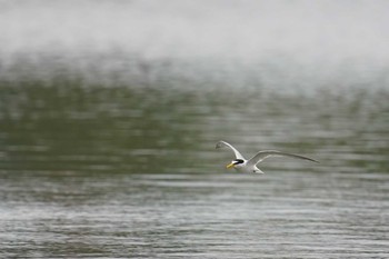 コアジサシ 千波湖 2021年6月2日(水)