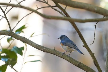 ルリビタキ 小木津山自然公園（茨城県） 2021年3月18日(木)