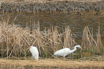 シロサギ 東京港野鳥公園 2017年3月23日(木)