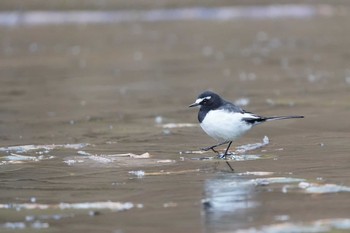 セグロセキレイ 小木津山自然公園（茨城県） 2021年1月8日(金)