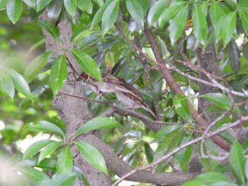 Eurasian Tree Sparrow 厚木七沢森林公園 Mon, 6/21/2021