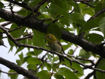 Warbling White-eye 厚木七沢森林公園 Mon, 6/21/2021