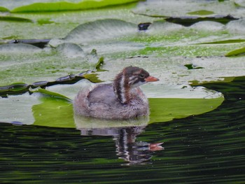 カイツブリ 三ツ池公園(横浜市鶴見区) 2021年6月13日(日)