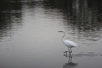 シロサギ 東京港野鳥公園 2017年3月23日(木)