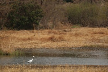 シロサギ 東京港野鳥公園 2017年3月23日(木)