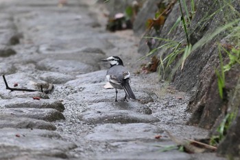 Wagtail 夙川河川敷公園 Sun, 5/16/2021