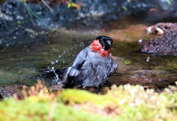 ウソ 奥庭荘(富士山) 2021年6月20日(日)