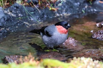 ウソ 奥庭荘(富士山) 2021年6月20日(日)