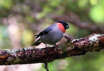 ウソ 奥庭荘(富士山) 2021年6月20日(日)