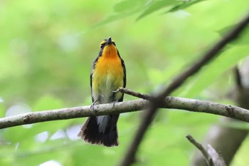 キビタキ 箱根 2021年6月12日(土)