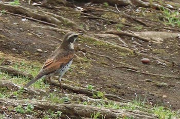 ツグミ 東京港野鳥公園 2017年3月23日(木)