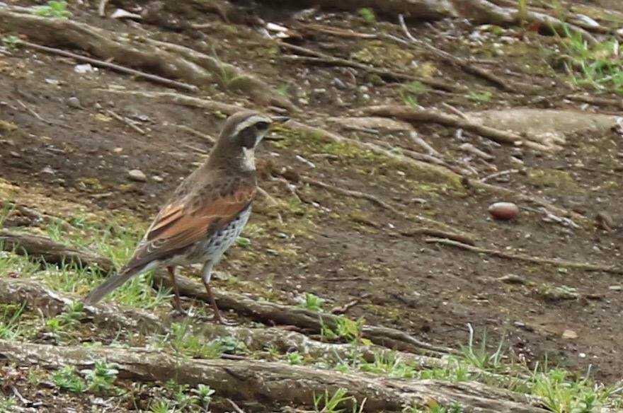 Dusky Thrush