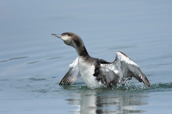 Tue, 6/15/2021 Birding report at 彩湖