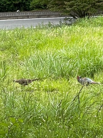 キジ 箱根ビジターセンター 撮影日未設定