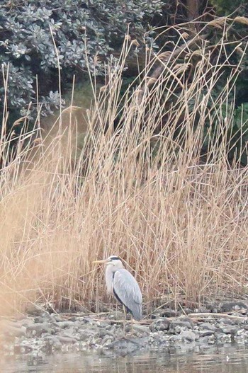 アオサギ 東京港野鳥公園 2017年3月23日(木)