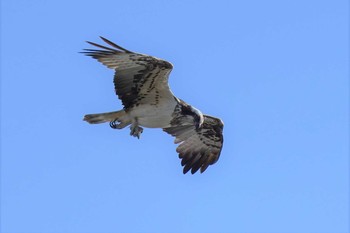 Osprey 霞ヶ浦 Wed, 12/16/2020