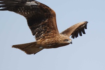 チュウヒ 霞ヶ浦 2021年2月22日(月)