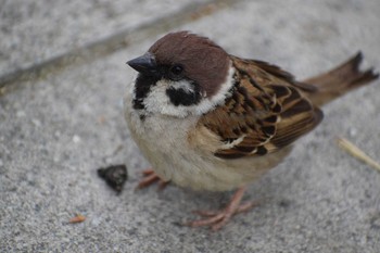 Eurasian Tree Sparrow Unknown Spots Sat, 4/24/2021