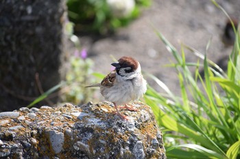 Eurasian Tree Sparrow Unknown Spots Sun, 4/18/2021