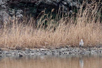 アオサギ 東京港野鳥公園 2017年3月23日(木)