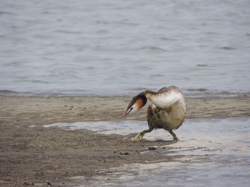 カンムリカイツブリ 葛西臨海公園 2021年6月21日(月)