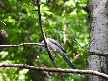 2021年6月21日(月) 東村山中央公園の野鳥観察記録