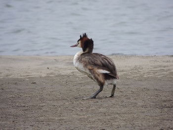 カンムリカイツブリ 葛西臨海公園 2021年6月21日(月)